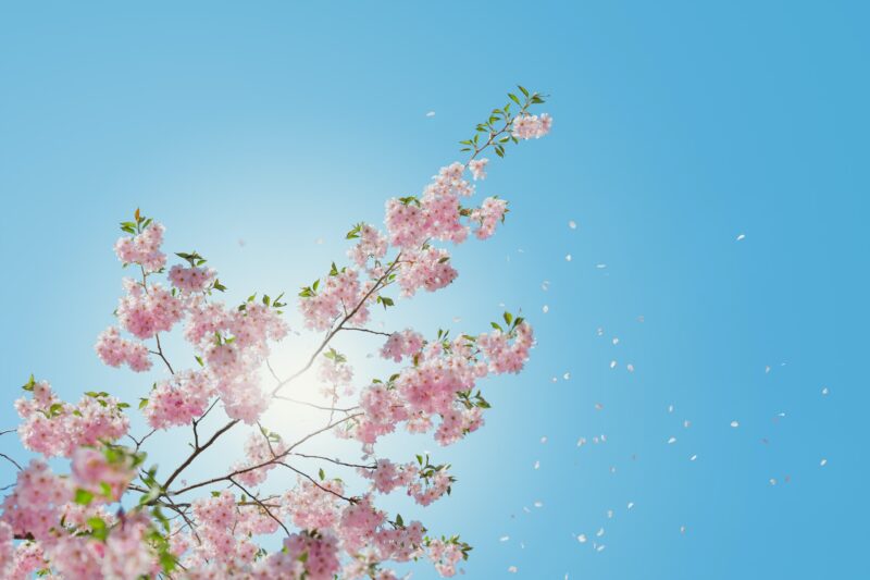 桜