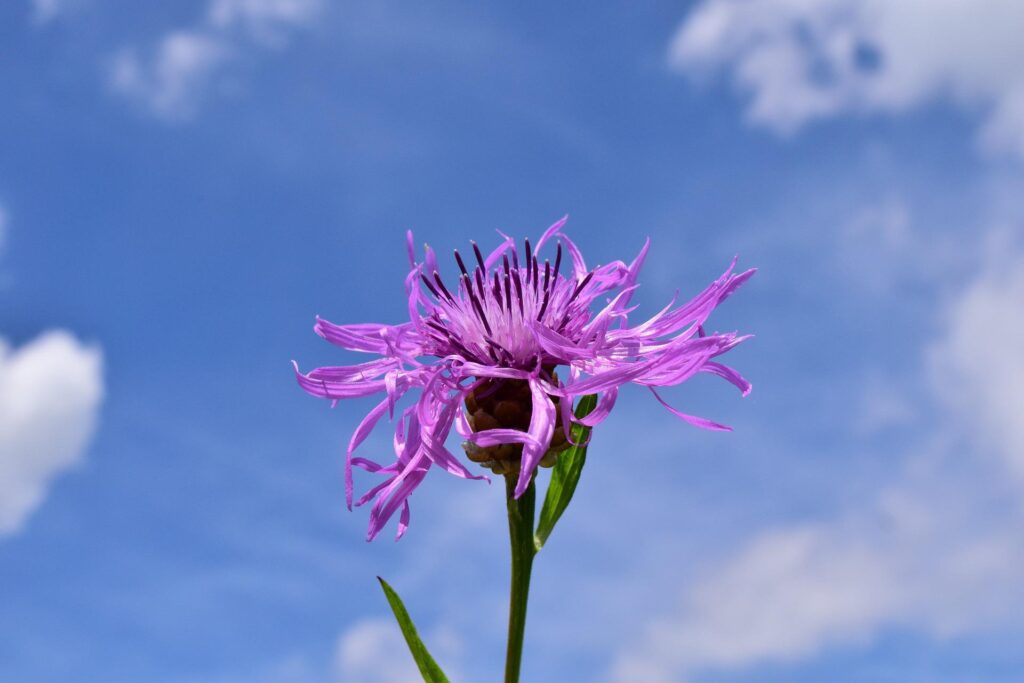 一輪の花